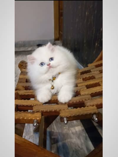 persian kitten | peki/piki_triple coat | punch face|white kittens_cute
