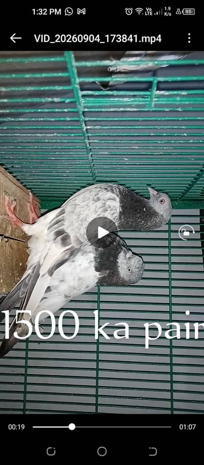 hens birds