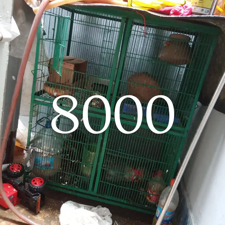 hens birds — photo 2