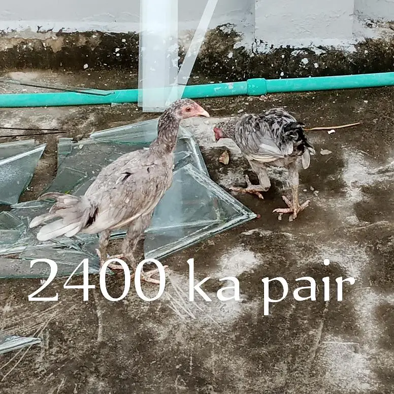 hens birds — photo 4