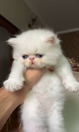 top quality/kitten|Punch face Kittens|persian cat|cute|tripple|fluffy