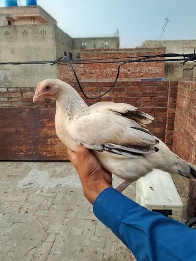 new hens stock 5+ months hens available AAA POULTRY FARM