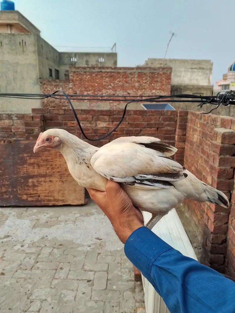 new hens stock 5+ months hens available AAA POULTRY FARM — photo 2