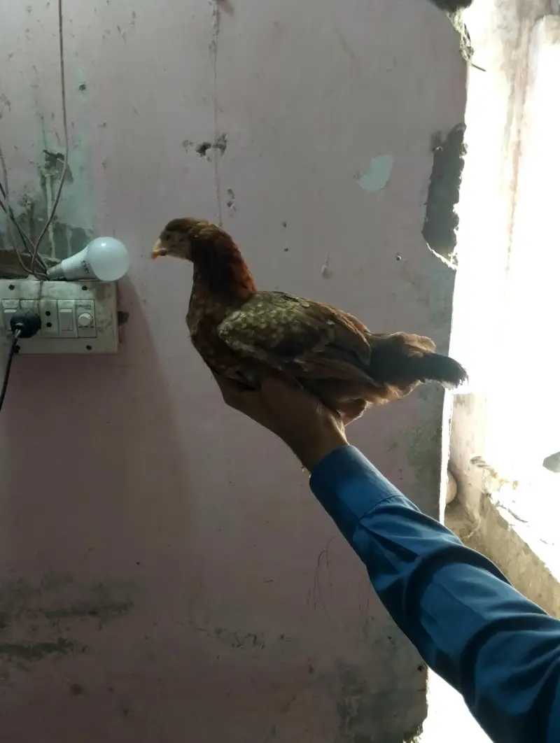 new hens stock 5+ months hens available AAA POULTRY FARM — photo 3