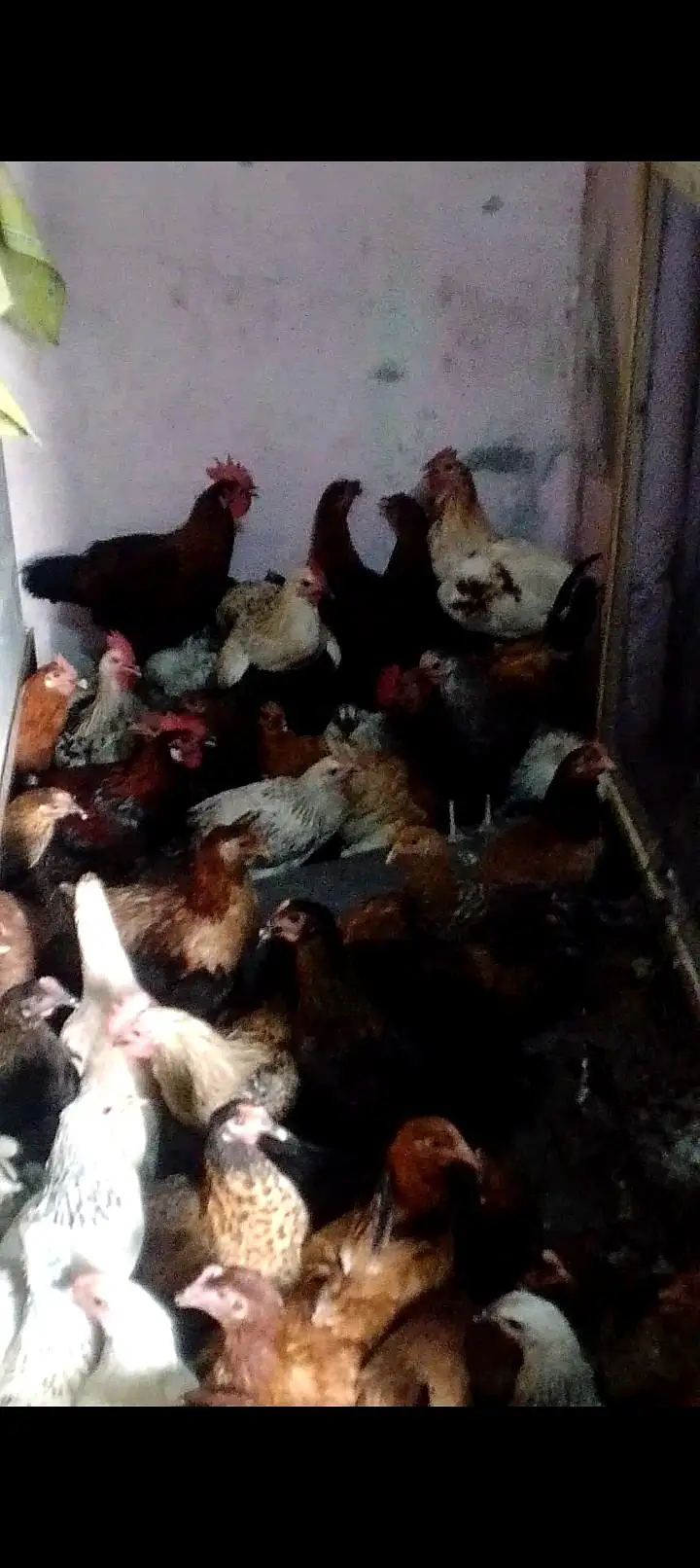 new hens stock 5+ months hens available AAA POULTRY FARM — photo 4
