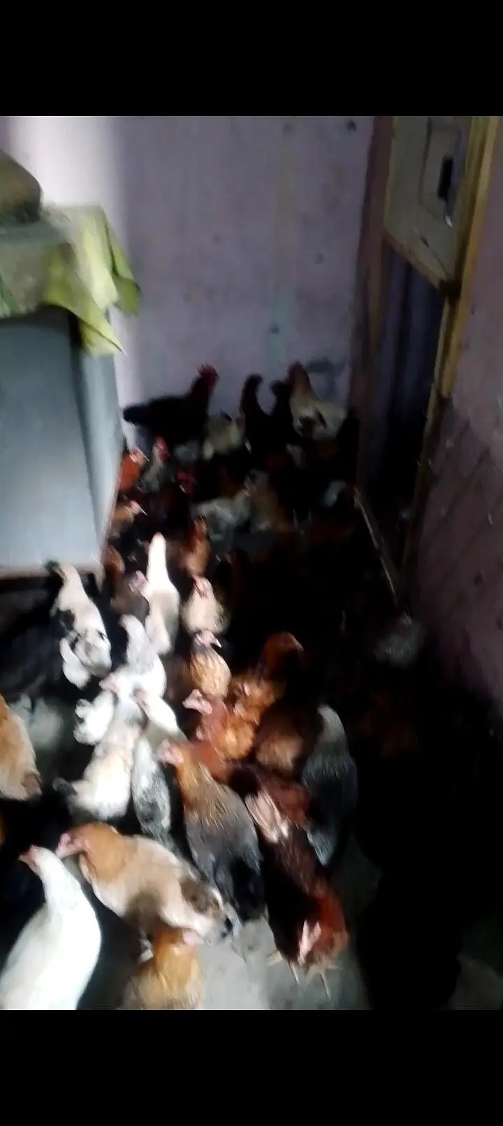 new hens stock 5+ months hens available AAA POULTRY FARM — photo 5