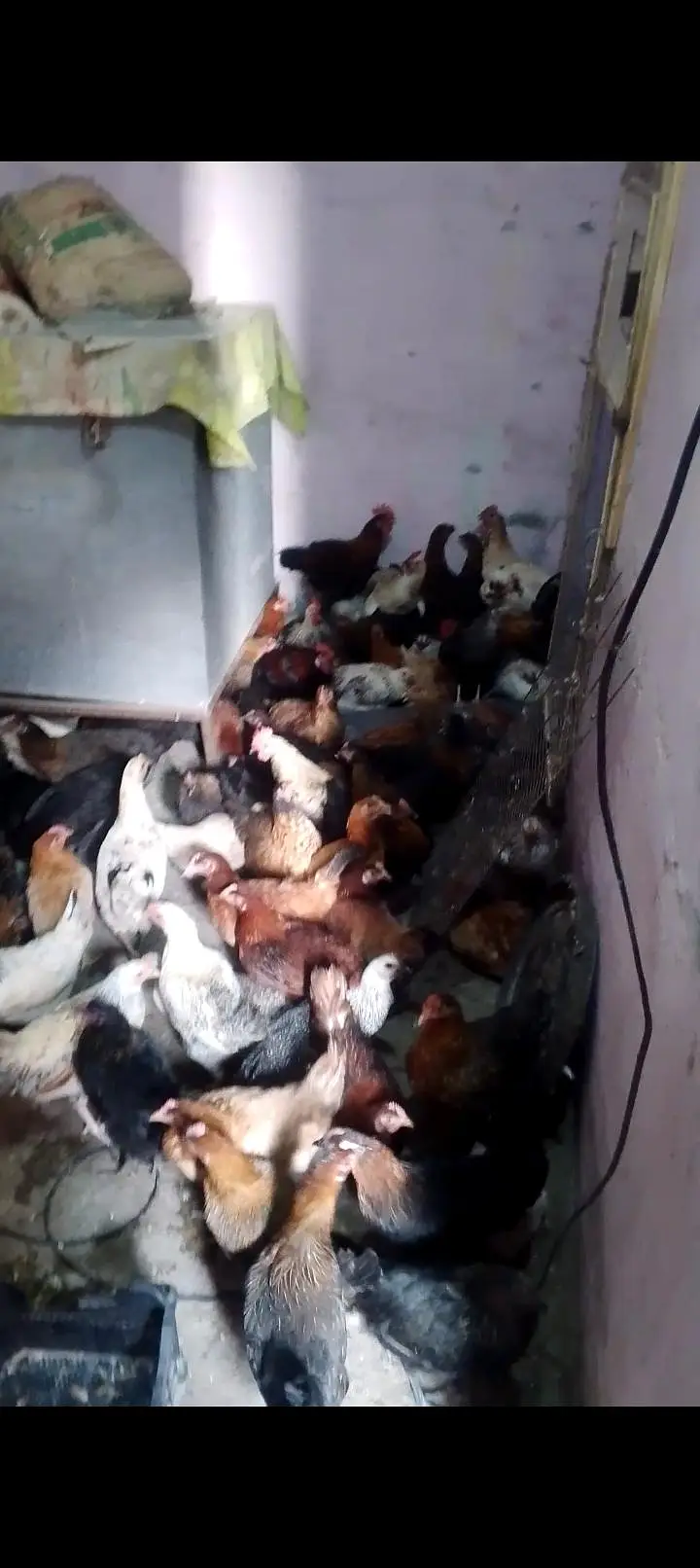 new hens stock 5+ months hens available AAA POULTRY FARM — photo 6