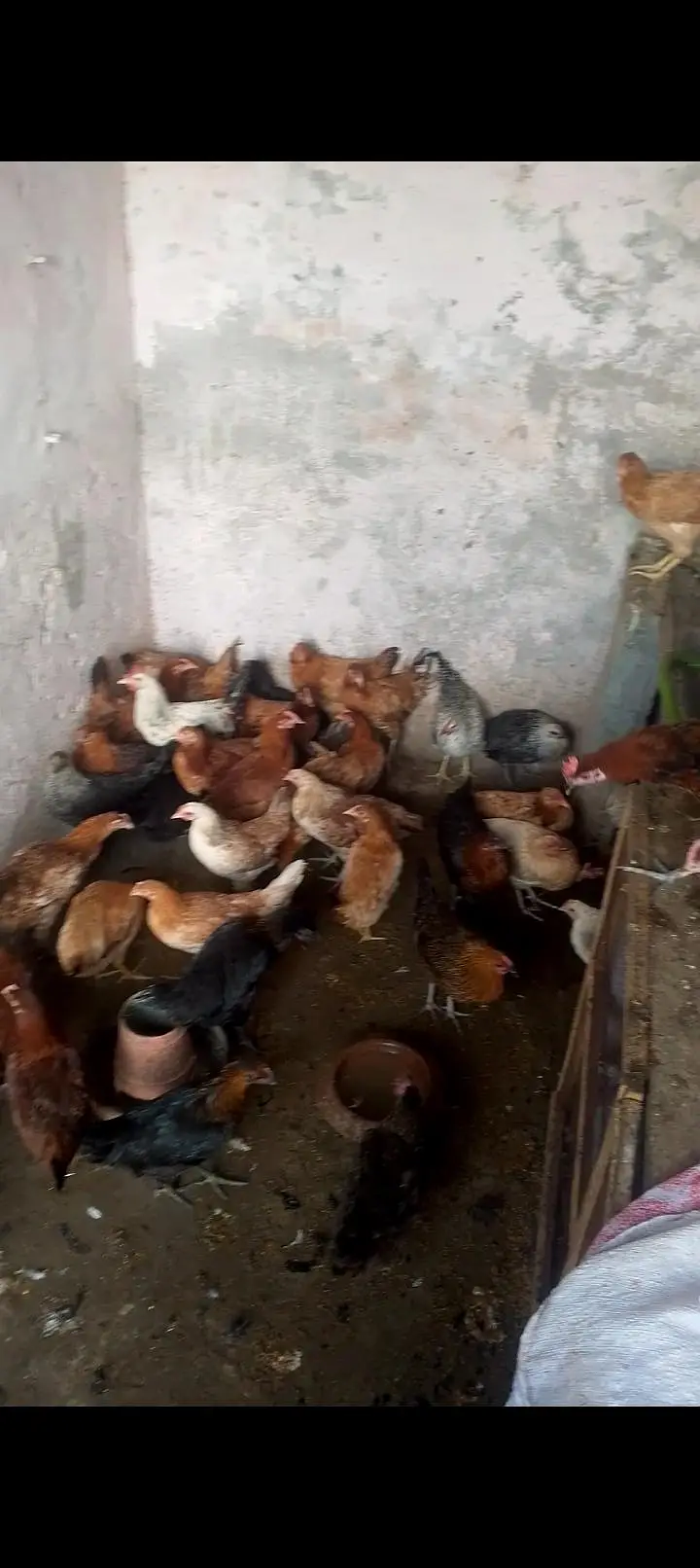 new hens stock 5+ months hens available AAA POULTRY FARM — photo 7
