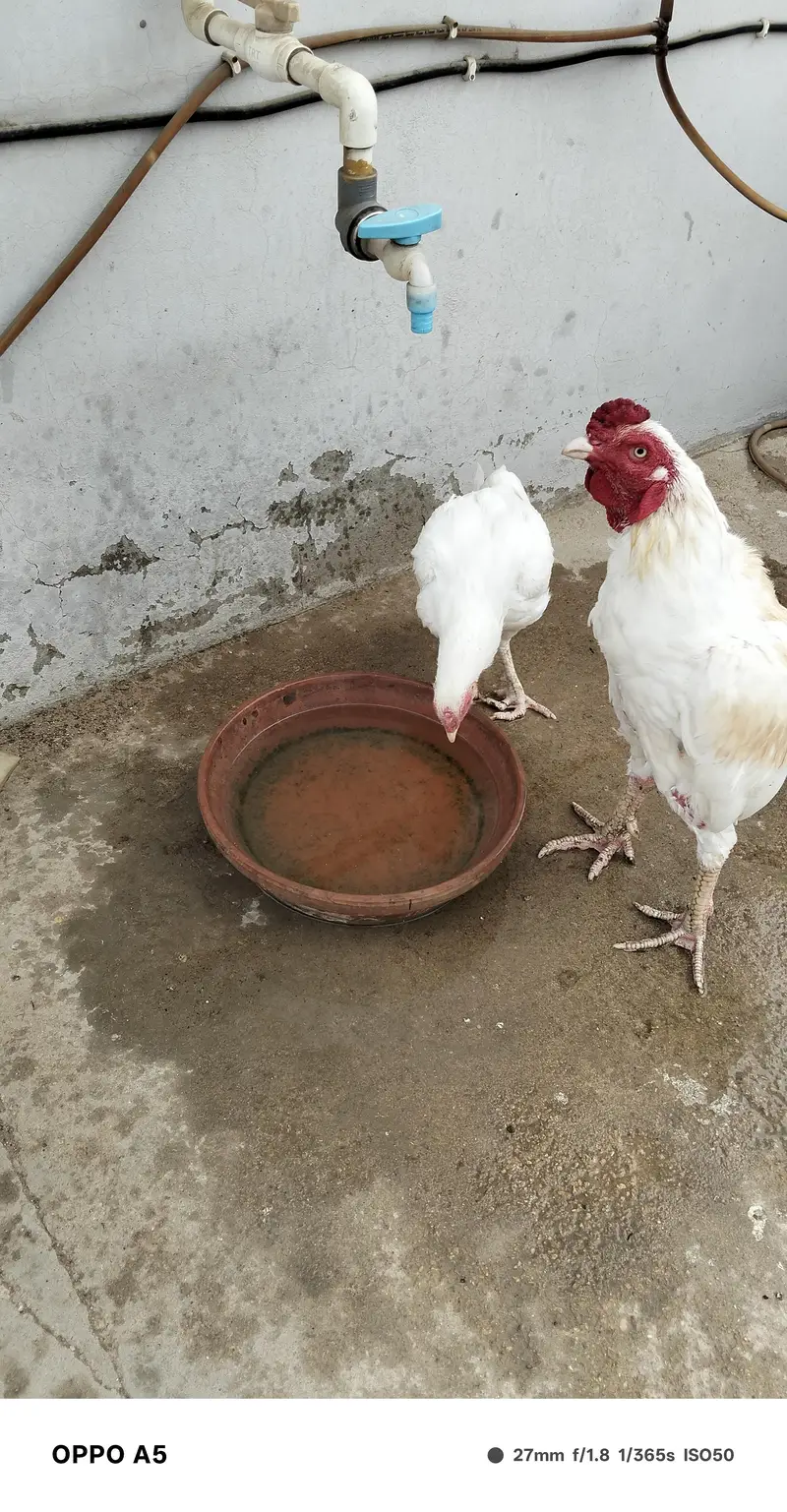 aseel hen for sale — photo 2