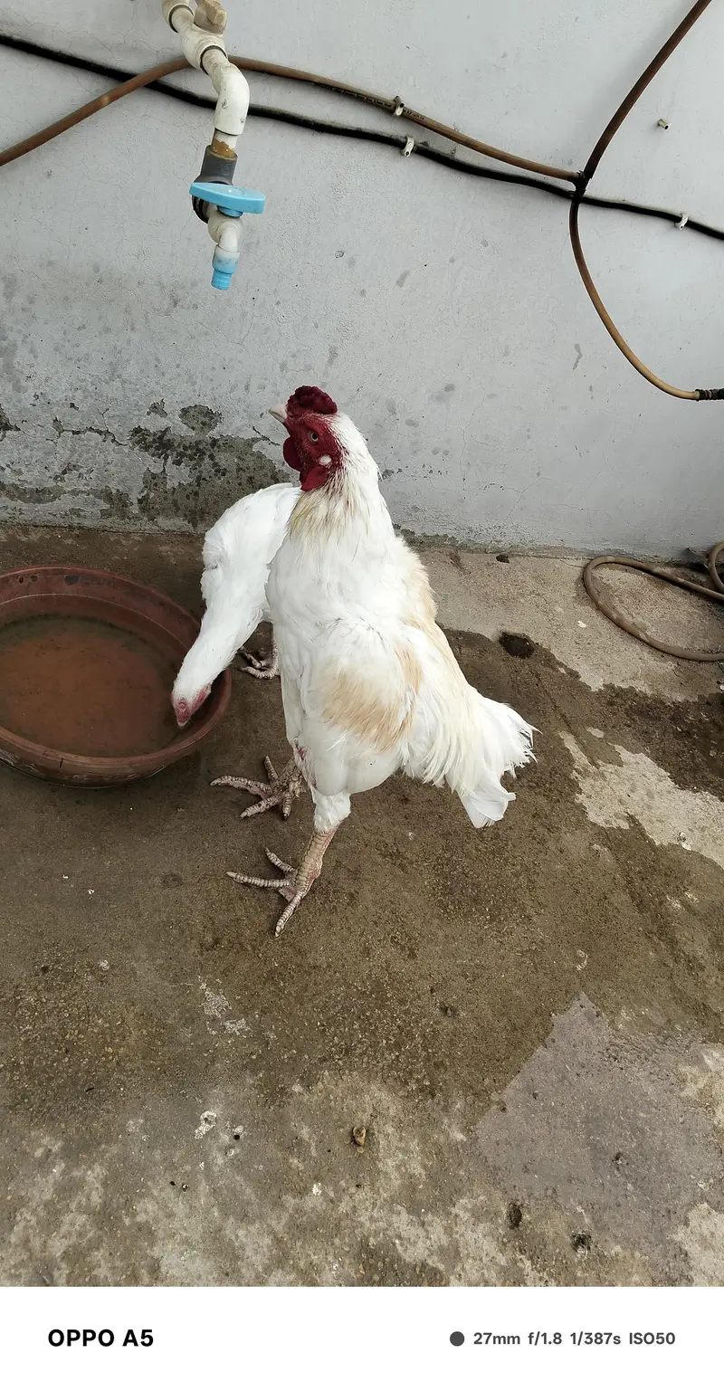 aseel hen for sale — photo 3