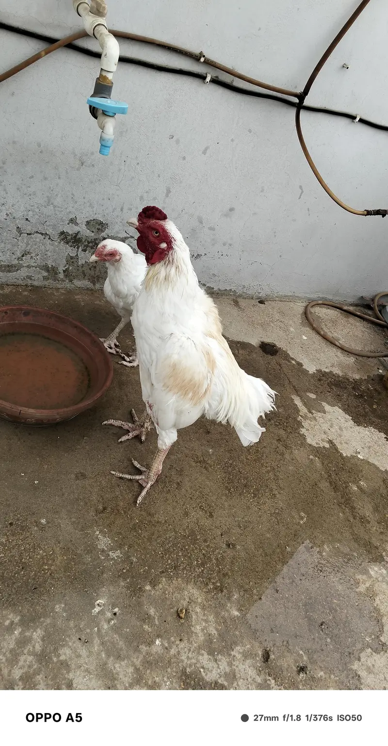 aseel hen for sale — photo 4