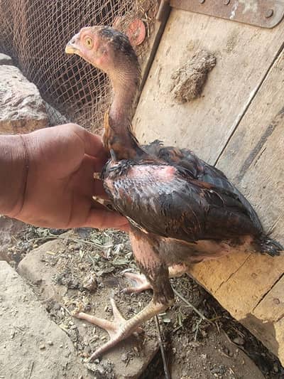 Hens for sale