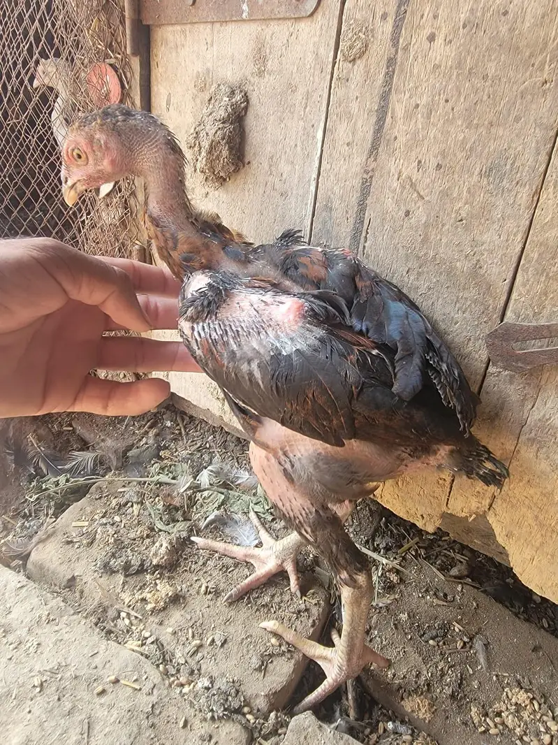 Hens for sale — photo 2