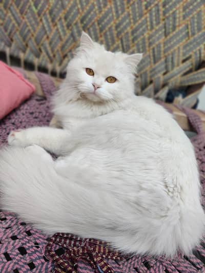 Persian Triple coat