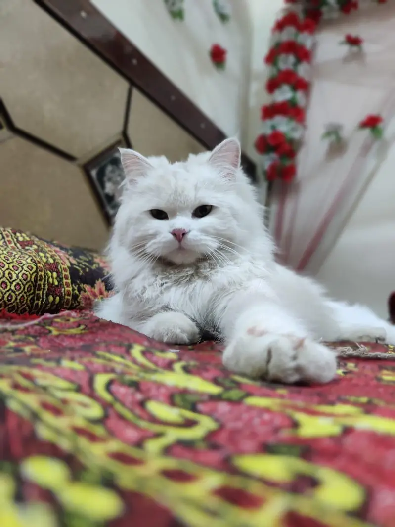 Persian Triple coat — photo 2