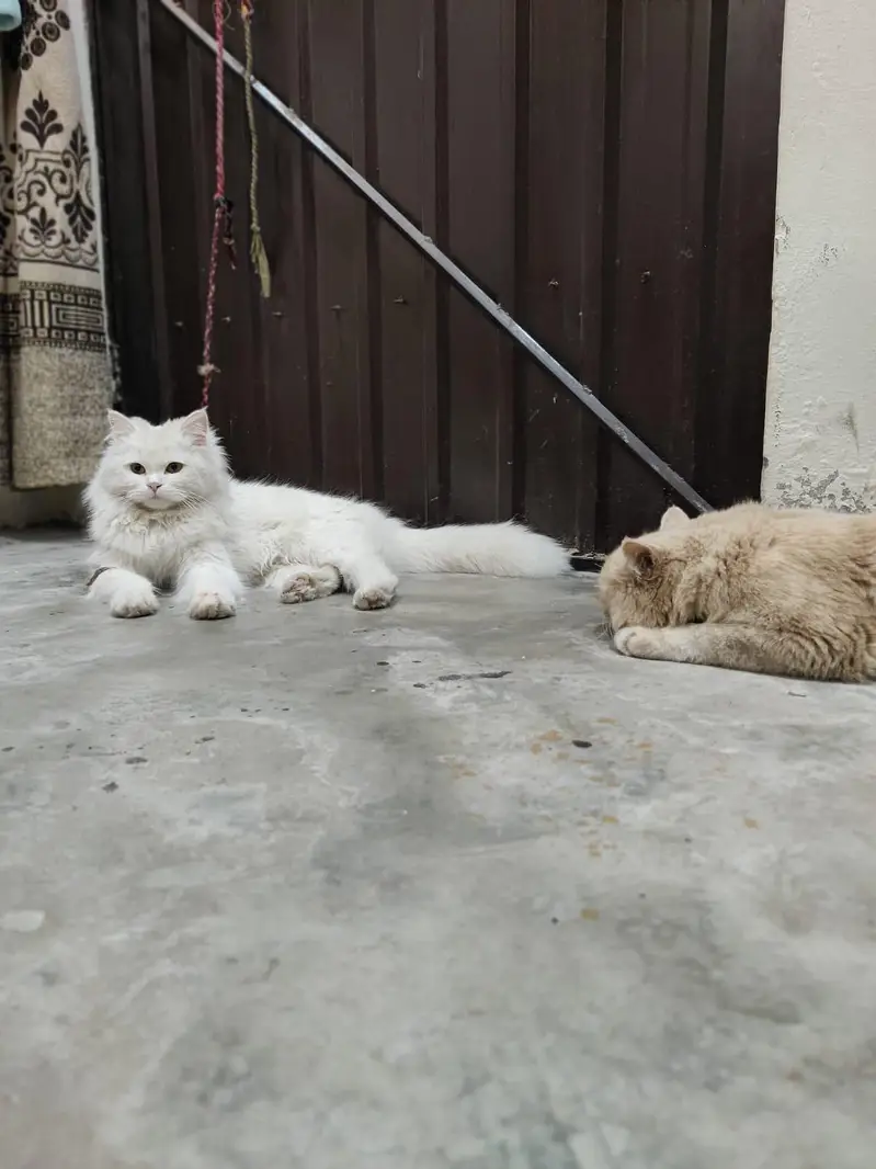 Persian Triple coat — photo 3