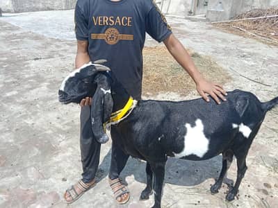 Female Desi Goats | 2 Dant | dogli bakri | Home Breed goat