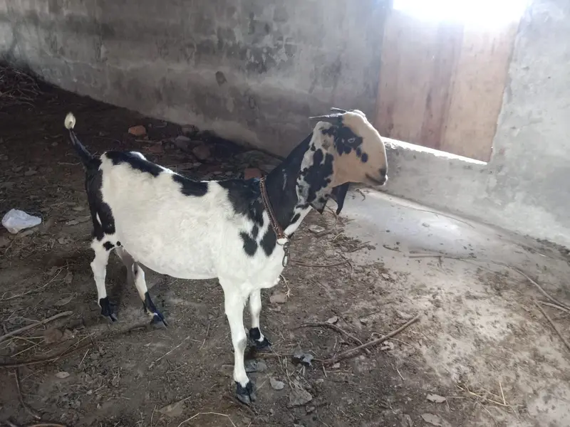 Female Desi Goats | 2 Dant | dogli bakri | Home Breed goat — photo 2