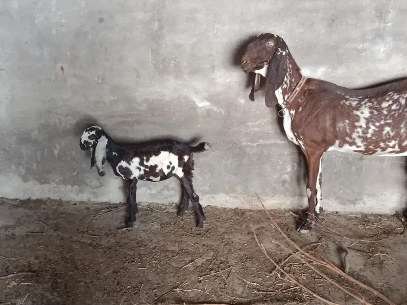 Female Desi Goats | 2 Dant | dogli bakri | Home Breed goat — photo 3