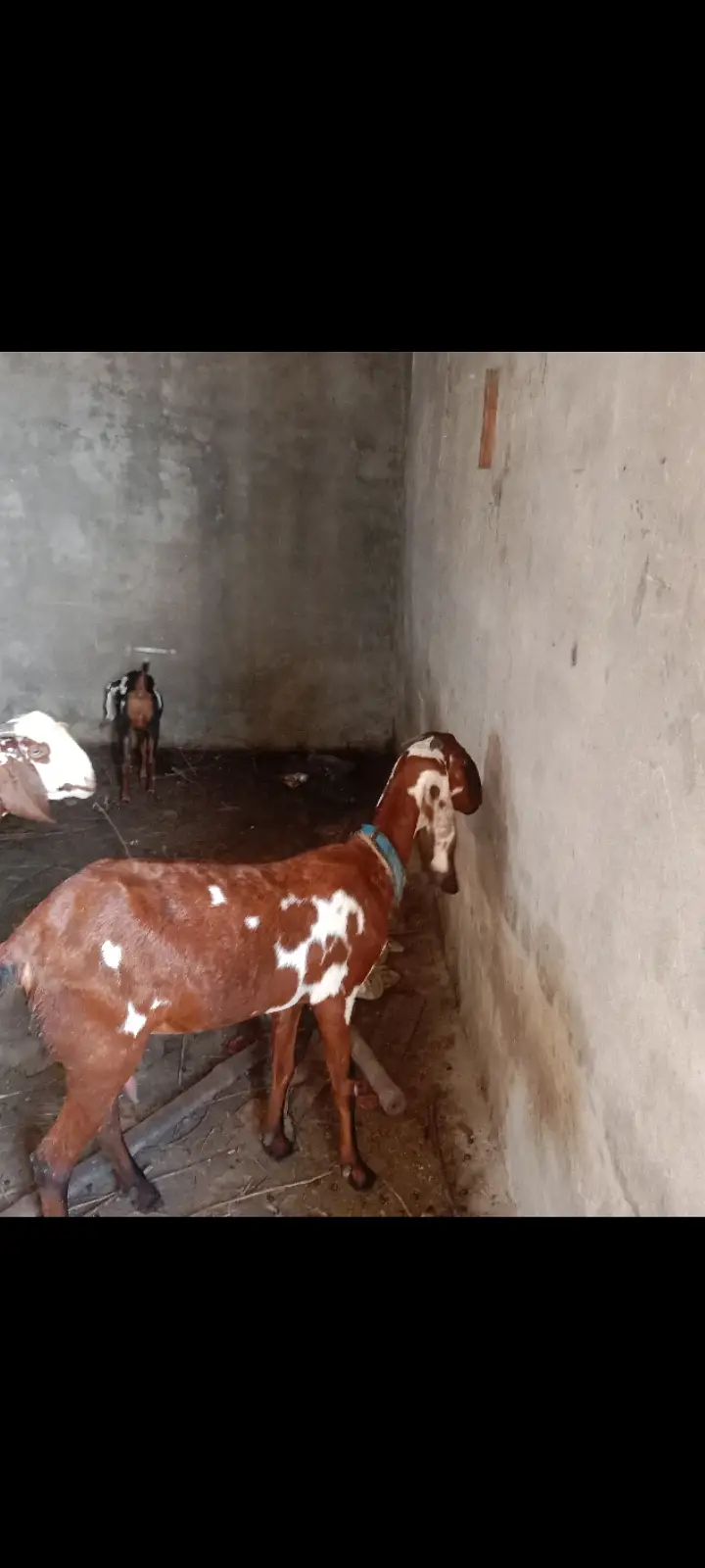 Female Desi Goats | 2 Dant | dogli bakri | Home Breed goat — photo 4