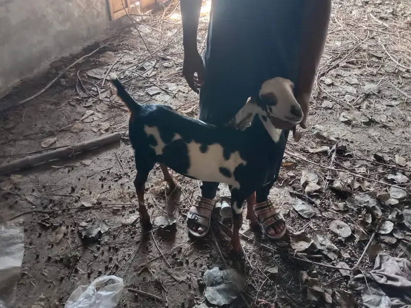 Female Desi Goats | 2 Dant | dogli bakri | Home Breed goat — photo 5