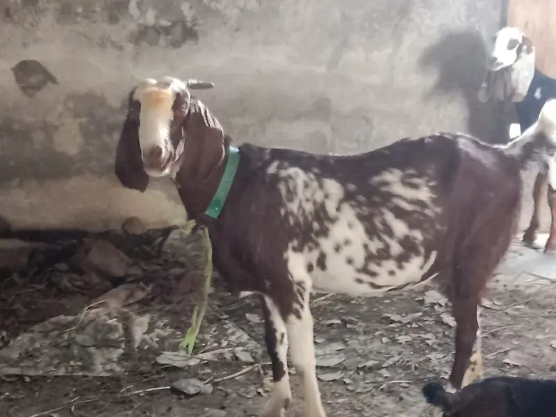 Female Desi Goats | 2 Dant | dogli bakri | Home Breed goat — photo 6