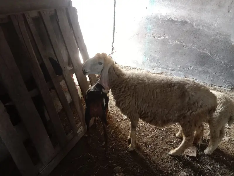 Female Desi Goats | 2 Dant | dogli bakri | Home Breed goat — photo 8