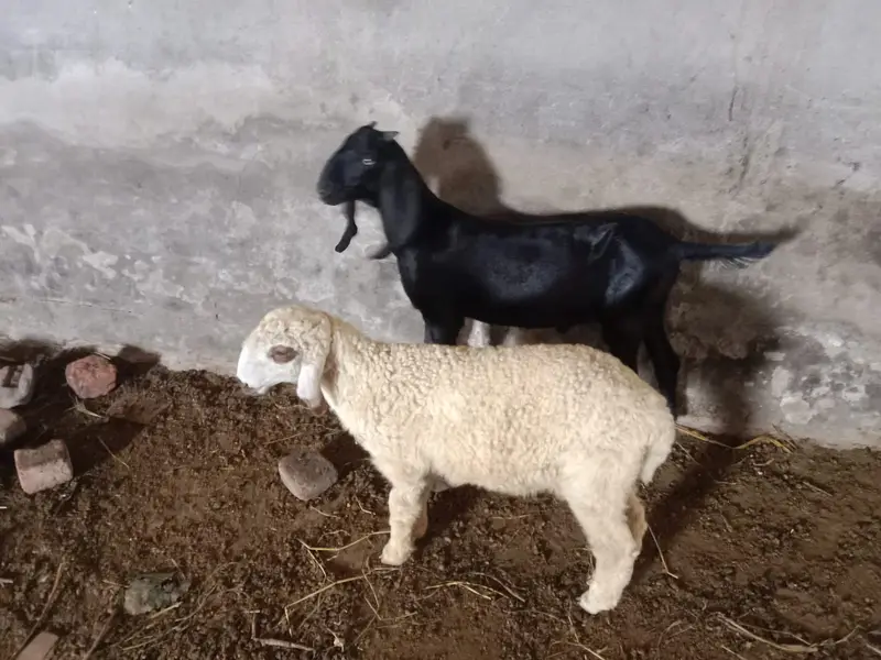 Female Desi Goats | 2 Dant | dogli bakri | Home Breed goat — photo 9