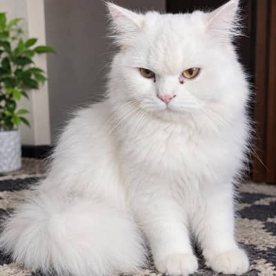 cat for sale