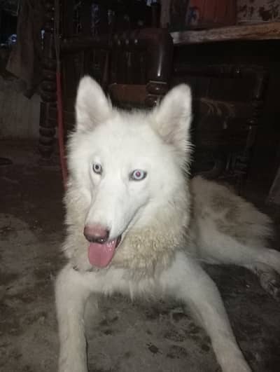 White husky female forsale and put bull female non pet