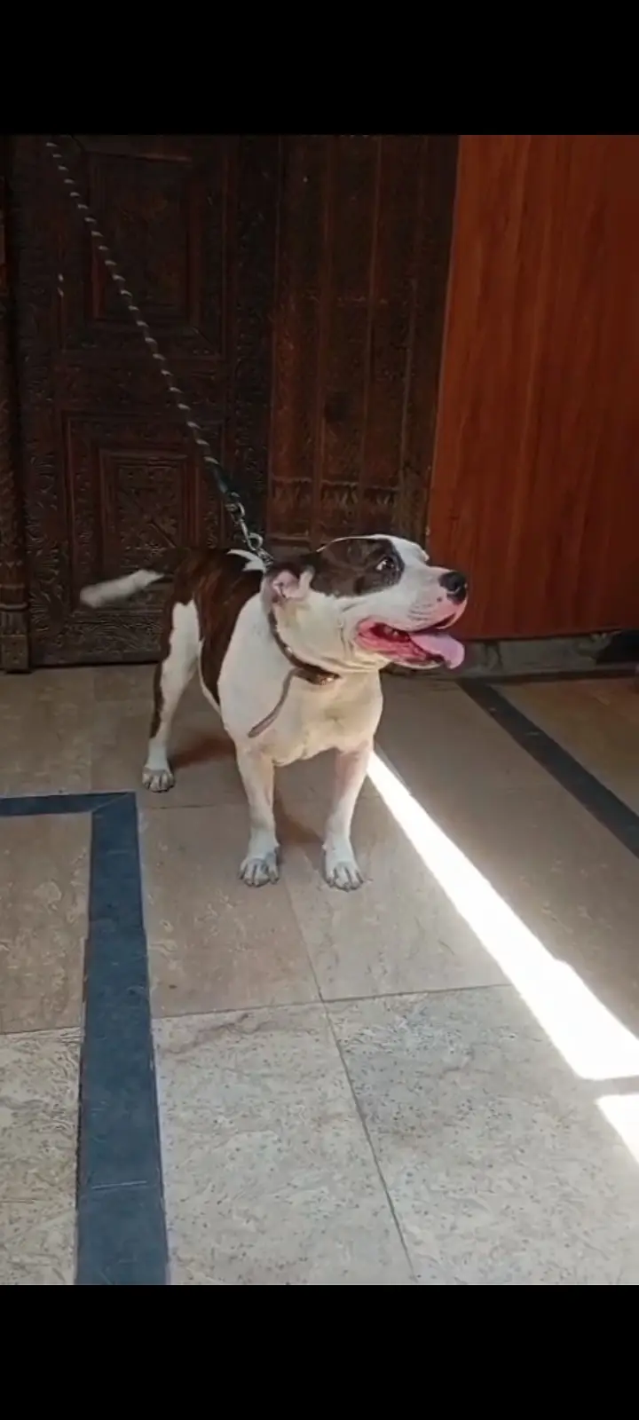 White husky female forsale and put bull female non pet — photo 4