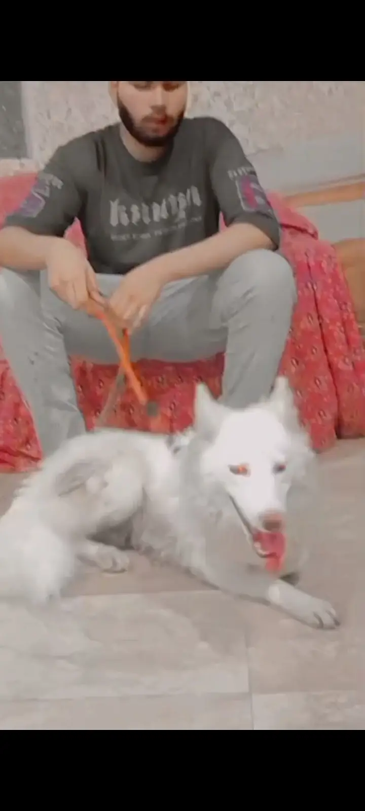 White husky female forsale and put bull female non pet — photo 5