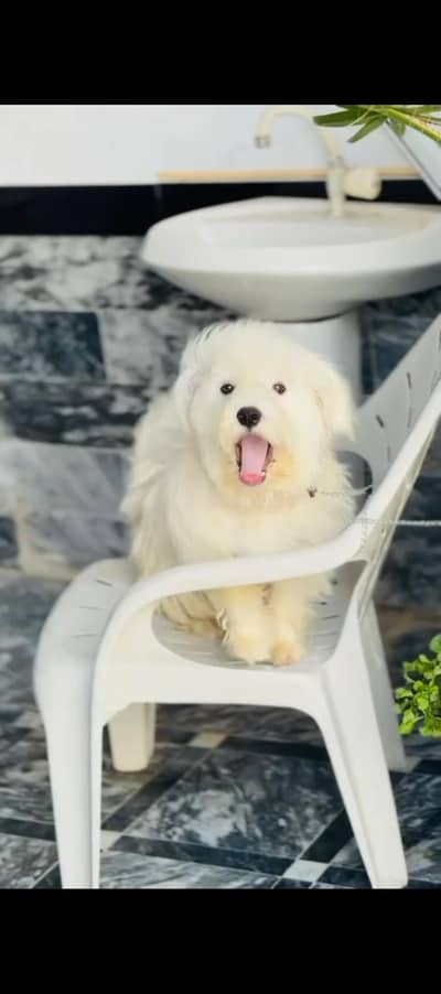 poodle puppy Urgent sale