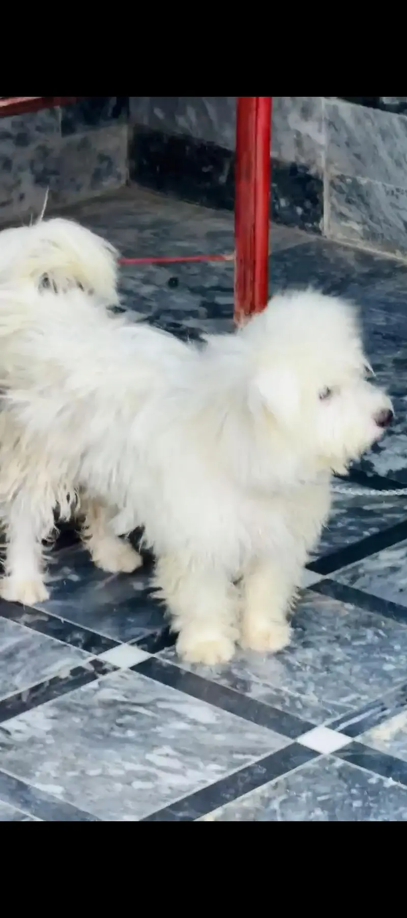 poodle puppy Urgent sale — photo 2
