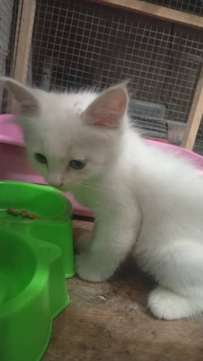 cat for sale!