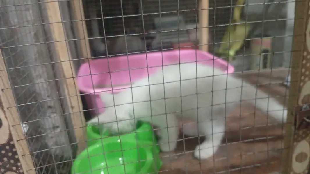 cat for sale! — photo 2