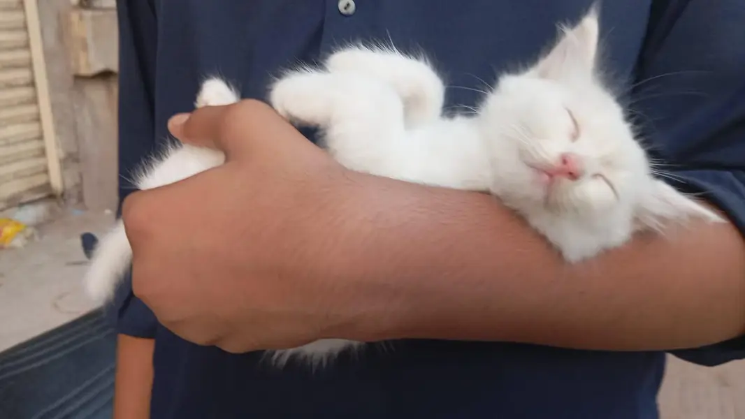 cat for sale! — photo 3
