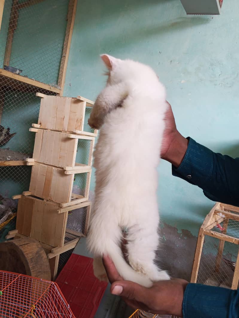long Cote kitten 0