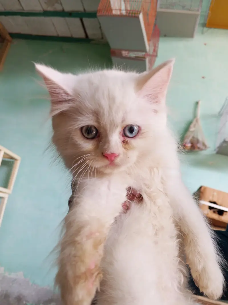 long Cote kitten — photo 2