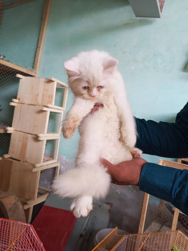 long Cote kitten 2
