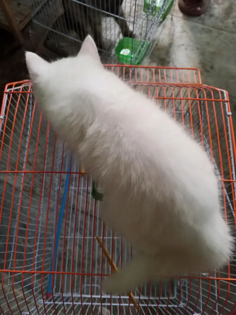 long Cote kitten — photo 4