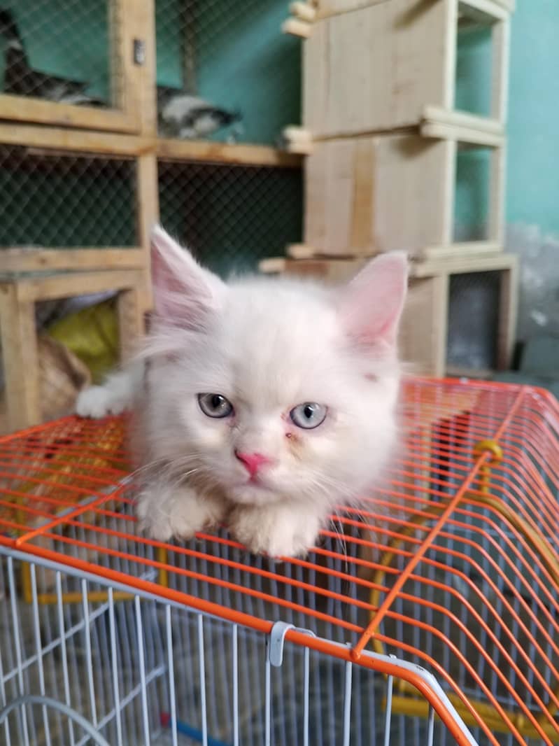 long Cote kitten 4