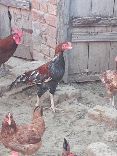 Golden Misri 6 Month + Egg Laying Ready