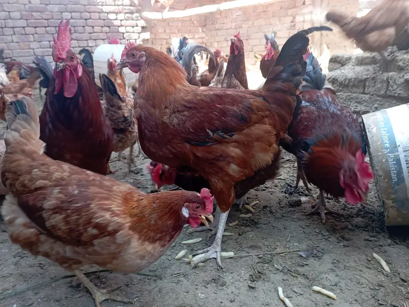 Golden Misri 6 Month + Egg Laying Ready — photo 4