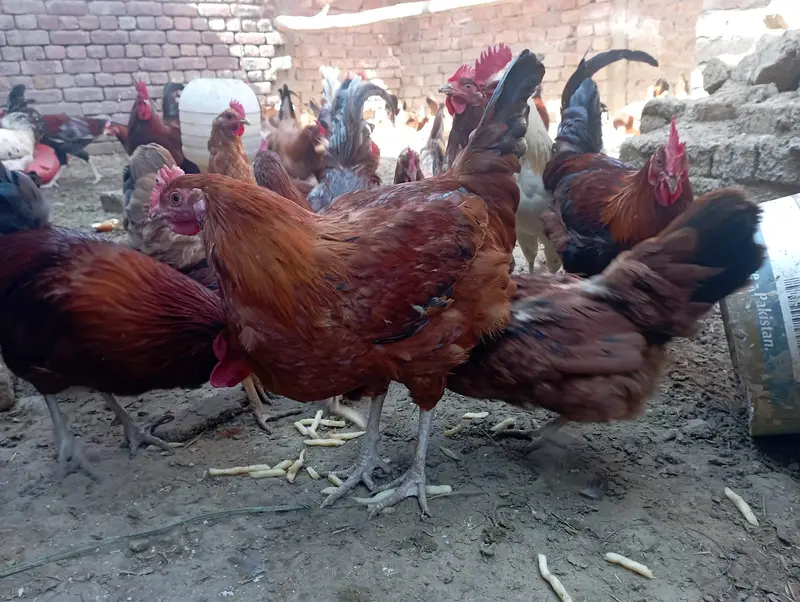 Golden Misri 6 Month + Egg Laying Ready — photo 5