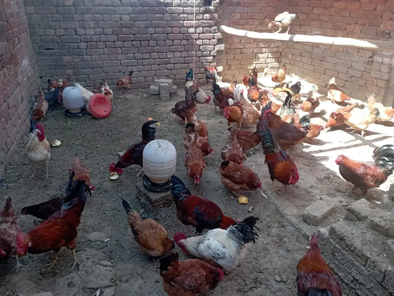 Golden Misri 6 Month + Egg Laying Ready — photo 6