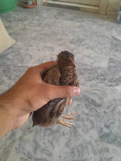 Quails