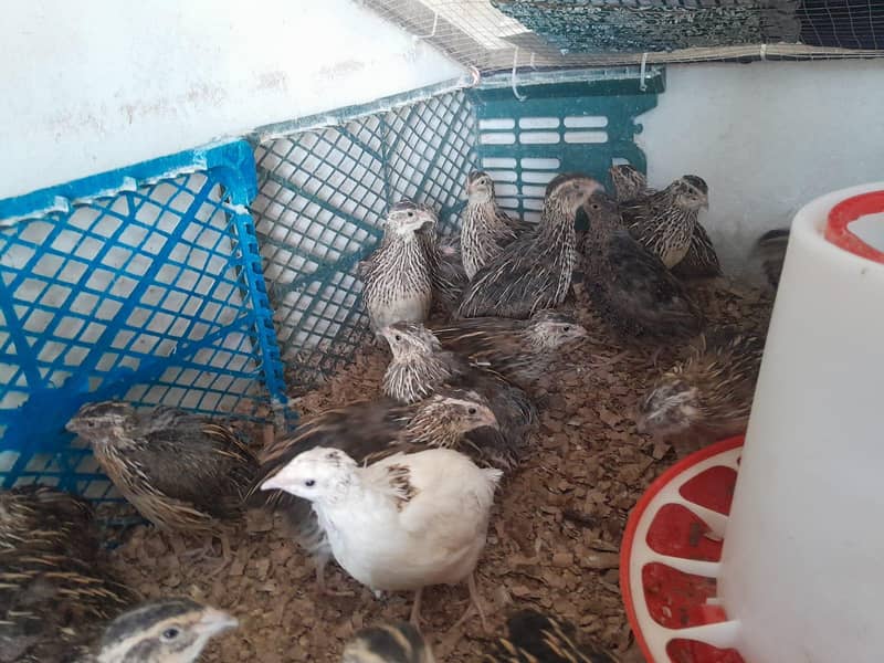 Quails 1