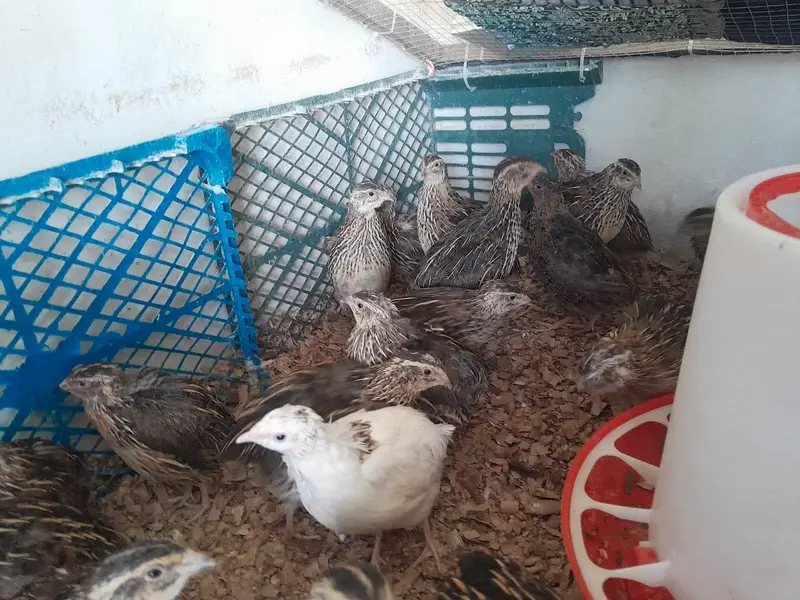 Quails — photo 2