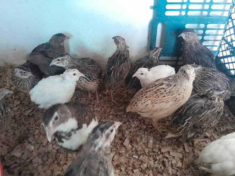 Quails 2